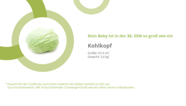 36. SSW - die 36. Schwangerschaftswoche (Tag 246-252) 36. SSW - die 36. Schwangerschaftswoche (Tag 246-252)